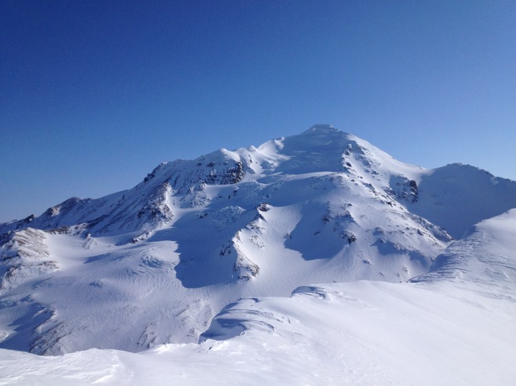 Silvertip in the Morning